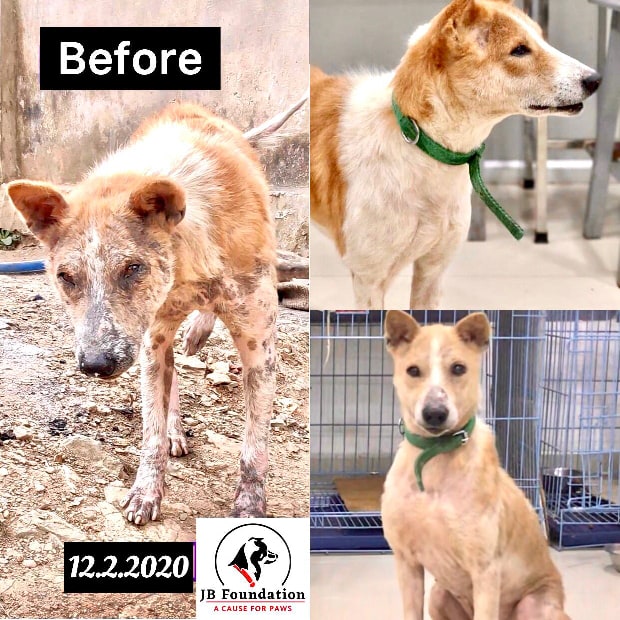 jb foundation pet rescue aizawl mizoram