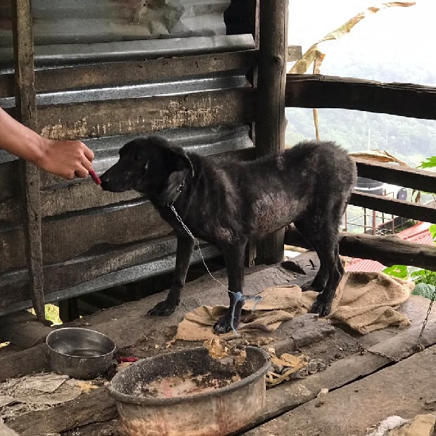 jb foundation pet rescue aizawl mizoram